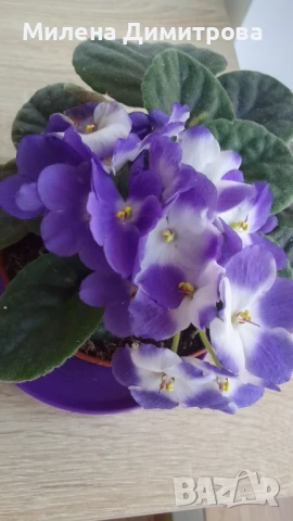 Сентполия - Африканска теменужка , снимка 2 - Стайни растения - 51164051