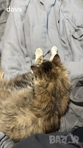 Рунтав Красавец търси дом / може и временен, снимка 13 - Други - 53488361