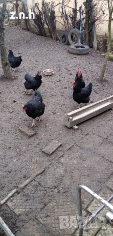Кокошки и петел Австралорп, снимка 3 - Кокошки и пуйки - 53276015