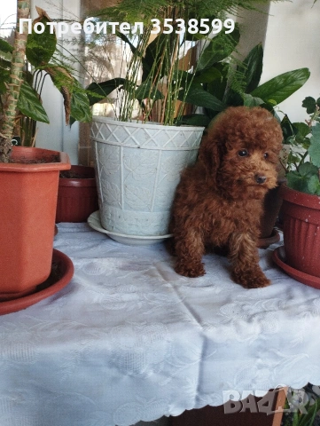 Той Пудел., снимка 3 - Пудели - 53365753