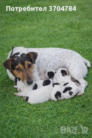 Продавам джак ръселчета 