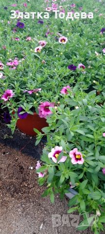 Калибрахое , снимка 4 - Градински цветя и растения - 45270232