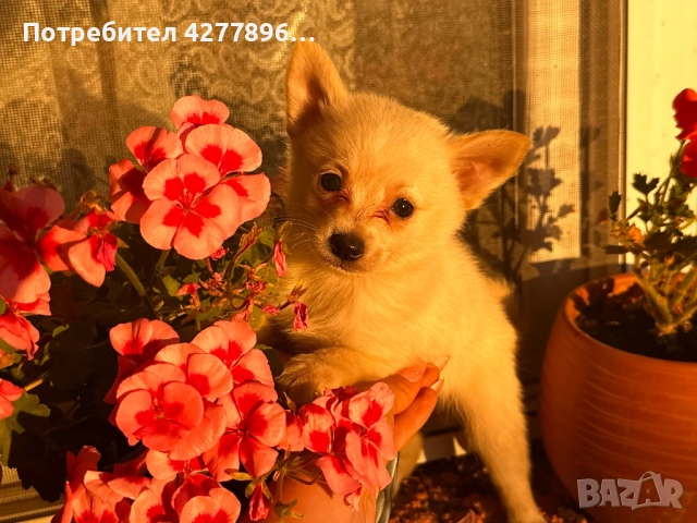 Чихуа , снимка 1