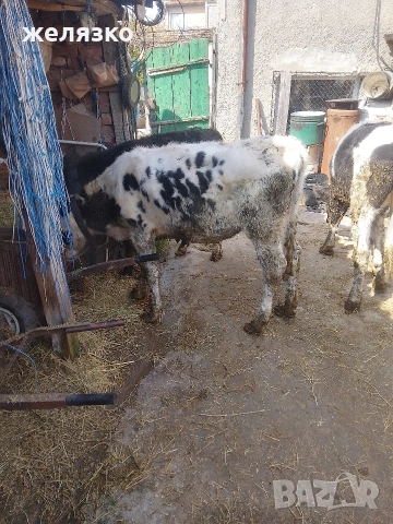 женски телета , снимка 3 - Крави - 53981729