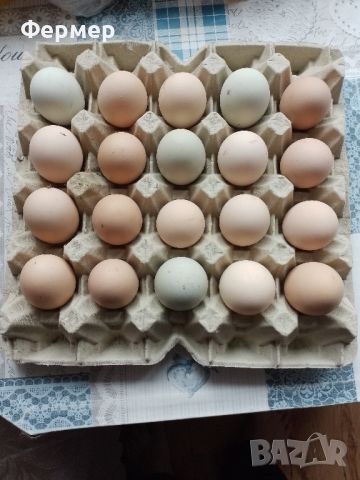 Домашни яйца от свободни кокошки , снимка 5 - Домашни продукти - 45759667