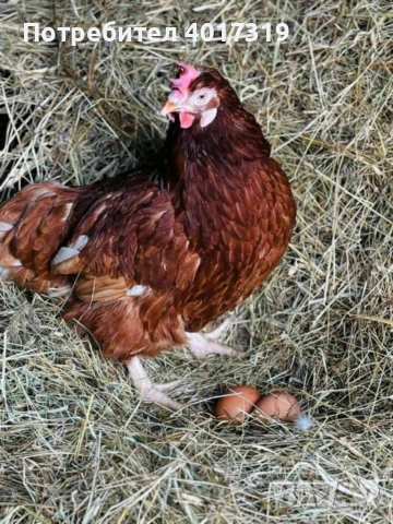 продавам кокошки носачки.