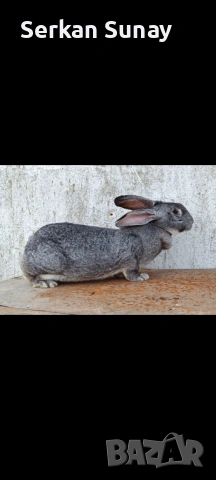 Заек , снимка 3 - Изгубени/намерени - 53740395