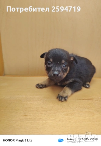 Продавам кученца пинчер