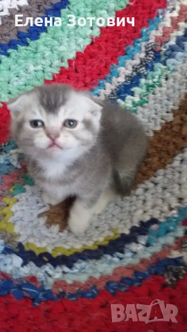 Шотландски котенца , снимка 11 - Други - 54288216
