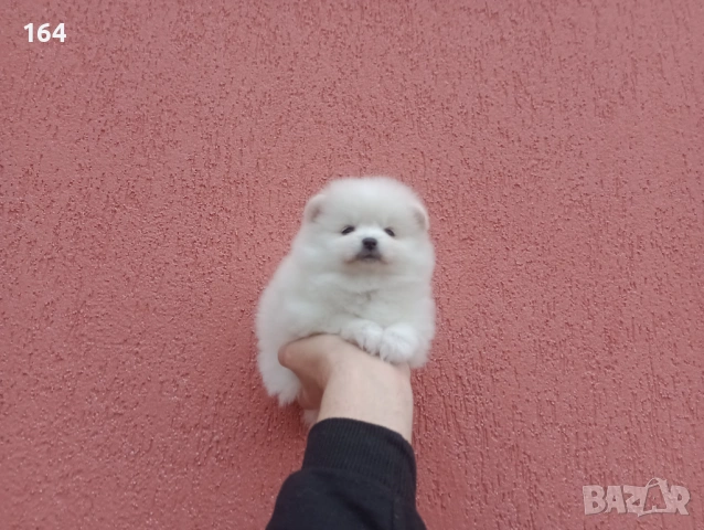 Померани. Момче и момиче. Реални снимки!, снимка 4 - Померан - 53035164