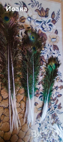 Продавам паунови пера, снимка 3 - Декорация за дома - 51413335