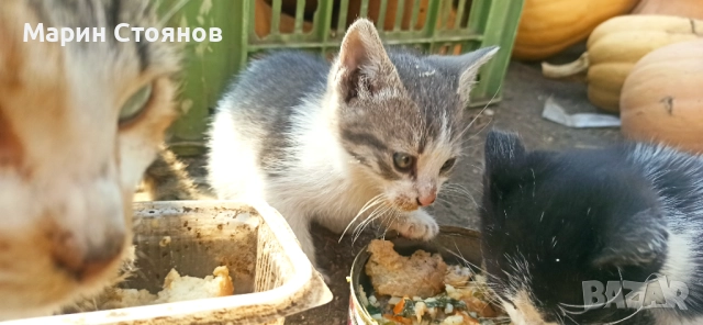 Котенца за грижовни стопани, снимка 6 - Други - 52582953