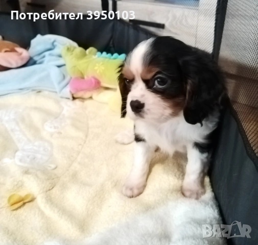 Кавалер Кинг Чарлз шпаньол момиченца , снимка 7 - Кавалер кинг чарлз шпаньол - 53429949