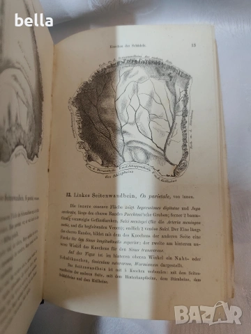 Антикварен медицински атлас по Анатомия (1875 г.) – Dr. Heitzmann 1875 год. , снимка 14 - Антикварни и старинни предмети - 53618907