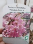 Плачеща японска вишна – Prunus ‘Pendula Rubra’, снимка 3