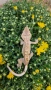 Ресничести гекони / crested gecko / correlophus ciliatus, снимка 2