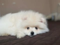 Померани със и без родословие, снимка 3