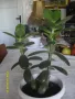 Продавам цвете "Дървото на живота", снимка 3