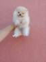 Мини момиченце. Померан., снимка 7