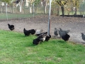 Продават се кокошки австралорп , снимка 1