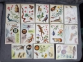 Картичка биология зоология 30 бр, снимка 1