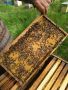 Пчелни отводки 2024 (МК)рамки, снимка 1 - За пчели - 45419235