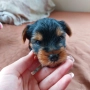 Мини йоркширски териер (мини йорки) момченца, снимка 4