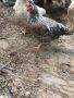 Петлета легбар, снимка 1 - Кокошки и пуйки - 45446805