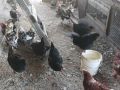 Кокошки,патки,юрдечки,пуйки, снимка 4