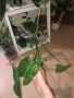 Philodendron Paraiso Verde , снимка 1