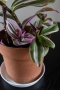 🌸 Tradescantia Nanouk – в момента цъфти - 4+ растения в саксия 🌿, снимка 4