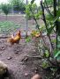 Жълт легхорн, снимка 1 - Кокошки и пуйки - 45670214
