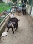 Продавам един коч и четири овце, снимка 1 - За селскостопански - 45942267