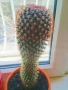 Продавам кактуси 3 броя, снимка 1