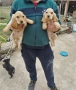 Кокер Шпаньол , снимка 3