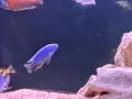 Sciaenochromis fryeri, снимка 2