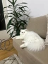Бял персийски котарак за разплод, снимка 5