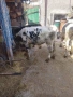 женски телета , снимка 3