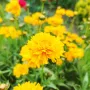 Кореопсис, Coreopsis Grandiflora 'Early Sunrise', снимка 14