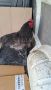 Astolop , снимка 1 - Кокошки и пуйки - 45477796
