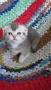 Шотландски котенца , снимка 11