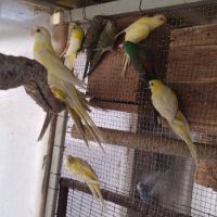 Продавам пойни папагали, снимка 5 - Папагали - 45196105