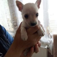 Продавам мъжко кученце Чихуахуа на един месец, снимка 3 - Чихуахуа - 45341581