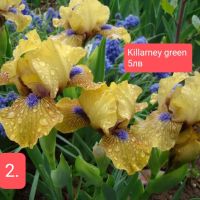 11 мини ириси за градината , снимка 8 - Градински цветя и растения - 45344601