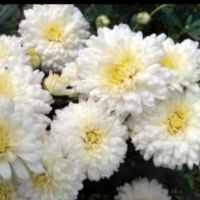 Хризантеми разсад 3,50 лв брой цвят на късмет от показаните , снимка 3 - Градински цветя и растения - 45288276