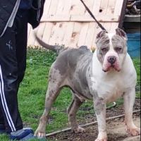 American Bully XL/Американско Були ХЛ , снимка 4 - Питбул - 45359291