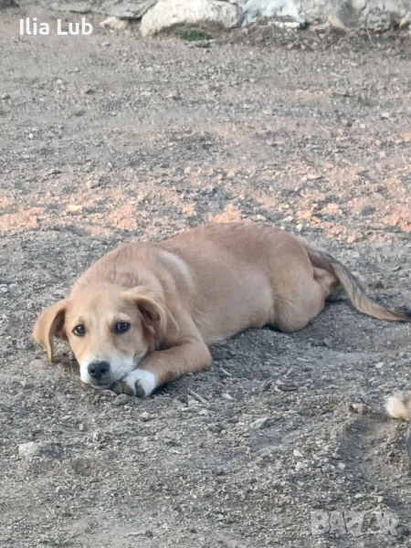 продавам шиба ину женско кученце на 3 месеца , снимка 1