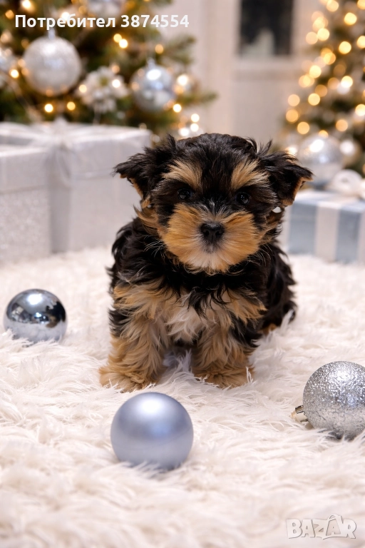 *ПРОМО* Йоркширски териер момиче, снимка 1