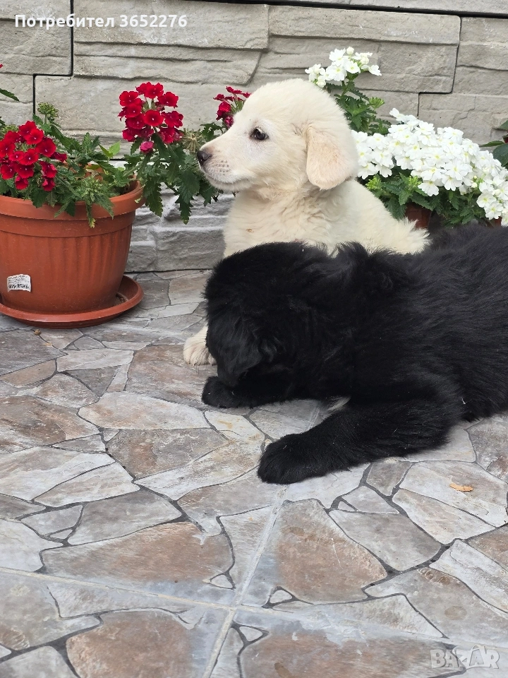 лабрадор ретривър, снимка 1