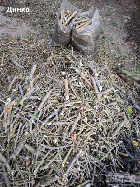 Черничеви разпалки, снимка 1